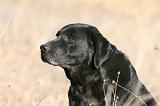 LABRADOR 1132